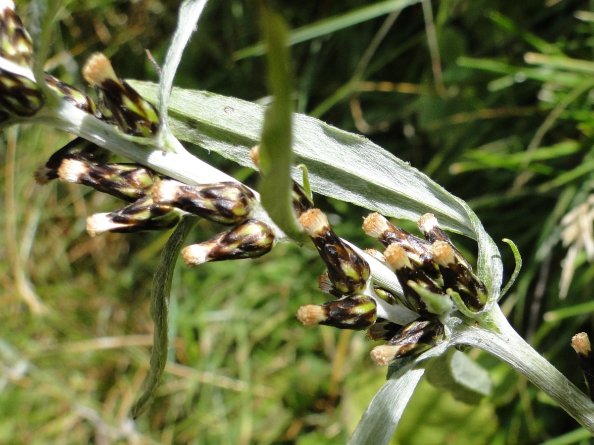 Omalotheca sylvatica (=Gnaphalium sylvaticum) / Canapicchia comune